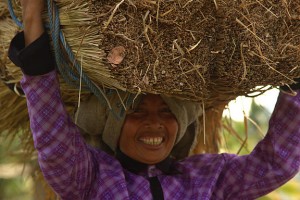Harvesting Lombok Alang Alang For Roof Thatching